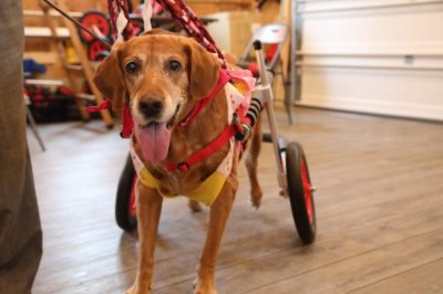 岐阜県の大型犬　コナンちゃんがいらっしゃいました。