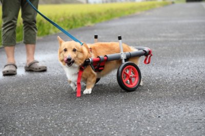 福井県のコーギー犬　福ちゃんがいらっしゃいました。