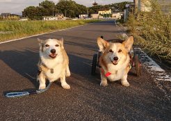 ウェルシュコーギー 香川県