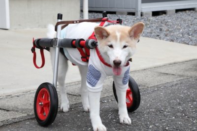 大阪府より中型犬、ポチちゃんがいらっしゃいました