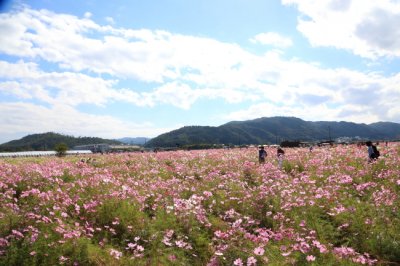 わんちゃんと一緒にお出かけが出来るスポットの紹介です♪（京都府亀岡市）