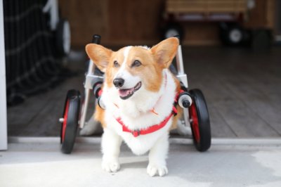 愛知県のコーギー犬　みなみちゃんがいらっしゃいました