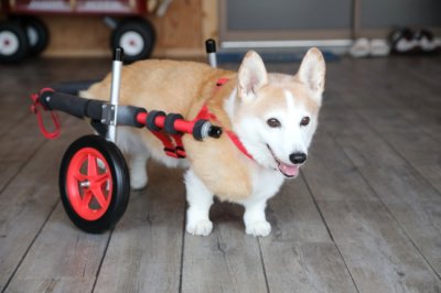 京都府のコーギー犬　みるくちゃんがいらっしゃいました。