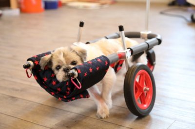 愛知県のシーズー犬　ティファちゃんがいらっしゃいました