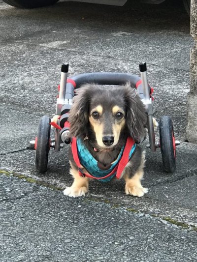 ミニチュアダックスフンド　ココアちゃんの飼い主様より、嬉しいお知らせを頂きました。