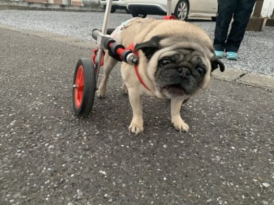 岐阜県のパグ　けいたちゃんがいらっしゃいました