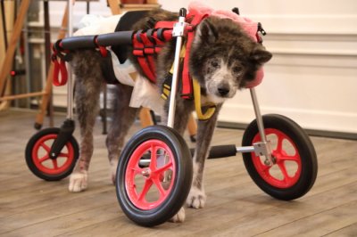 滋賀県の秋田犬　クマタちゃんがいらっしゃいました