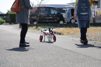 静岡県のフレンチブルドッグ　げんきちゃんがいらっしゃいました