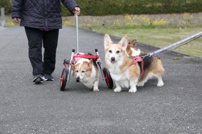 広島県からコーギー　はるちゃんがいらっしゃいました