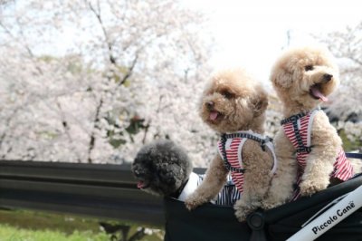 東京都の柴犬　ノアちゃんの犬の車椅子