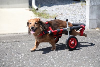 三重県のミニチュアダックスフンド　リュウちゃんがいらっしゃいました