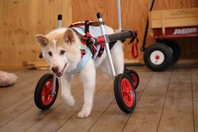 大阪府の中型犬　ポチちゃんがいらっしゃいました。