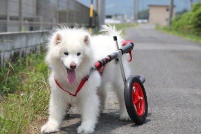 岐阜県のサモエド　メリちゃんがいらっしゃいました。