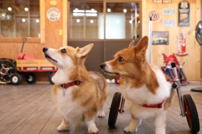 神奈川県のコーギー　ビンゴちゃん＆ステラちゃんがいらっしゃいました。