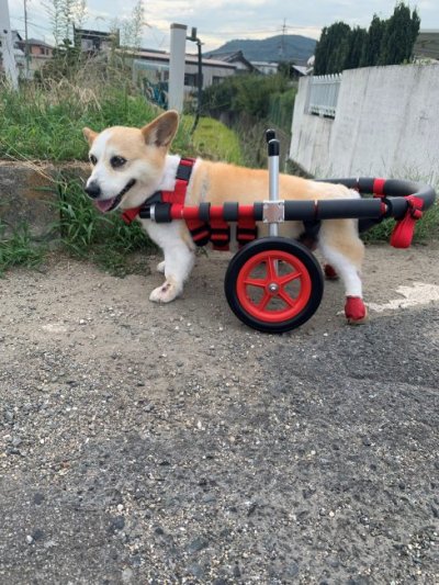 コーギー　シェリーちゃんの飼い主様より、嬉しいお知らせを頂きました