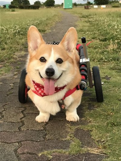 和歌山県のコーギー　レオちゃんの飼い主様より嬉しいお知らせを頂きました。