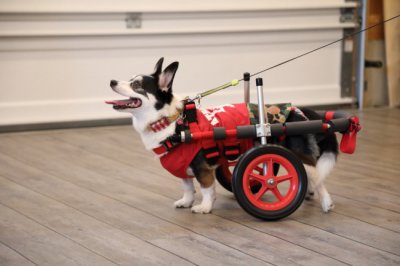 愛知県のコーギーとチワワのミックス犬　ミントちゃんがいらっしゃいました