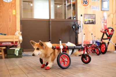 大阪府のコーギー　華（はな）ちゃんがいらっしゃいました。