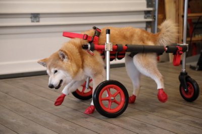 奈良県の柴犬　はなちゃんがいらっしゃいました。