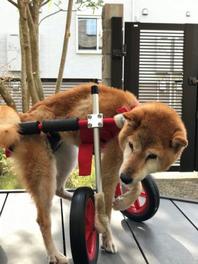 愛知県の柴犬　チロちゃんの飼い主様より嬉しいお知らせを頂きました。