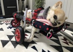 チワワとポメラニアンのミックス犬 埼玉県