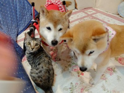 柴犬、ひかりちゃんの飼い主様より嬉しいお知らせを頂きました