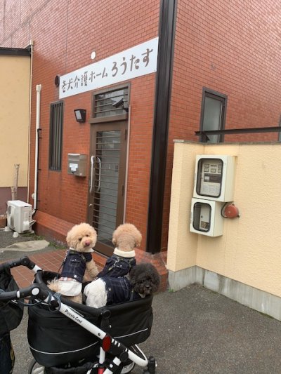 京都の老犬介護ホーム　ろうたす様に、お伺いさせて頂きました。