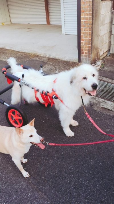 グレートピレニーズ　七菜ちゃんの飼い主様より、嬉しいお知らせを頂きました。