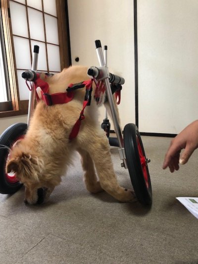 福島県　ソラちゃんちゃんの飼い主様より嬉しいお言葉を頂きました。