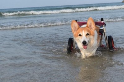 愛知県のコーギー　ケイちゃんの飼い主様より嬉しいお知らせを頂きました。