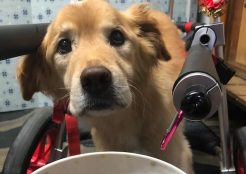 大型犬ミックス 福島県