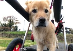 大型犬ミックス 福島県