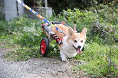 愛知県のコーギー　こころちゃんがいらっしゃいました。