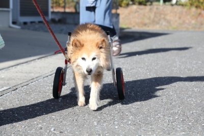 岐阜県の中型犬　太郎ちゃんがいらっしゃいました。