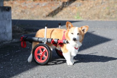 岐阜県のコーギー　パインちゃんがいらっしゃいました。