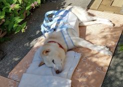 中型犬 埼玉県