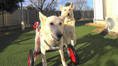 ホワイトシェパード　ピースちゃんの飼い主様より、嬉しいお知らせを頂きました。