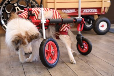 シェットランドシープドッグ　さくらちゃんの飼い主様より、嬉しいお知らせを頂きました。