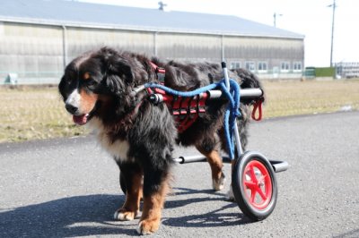 滋賀県のバーニーズマウンテン　松吉ちゃんがいらっしゃいました。