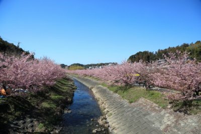 浜松市にある東大山の河津桜を見に行ってきました。