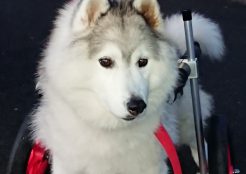 シベリアンハスキー 奈良県