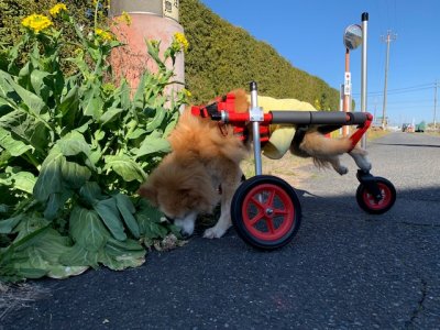 岐阜県タロウ君の車椅子を三輪に変更させて頂きました。