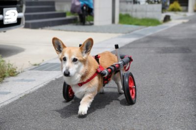 滋賀県のコーギー　まるくるちゃんです。