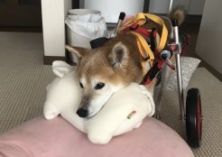 柴犬 千葉県