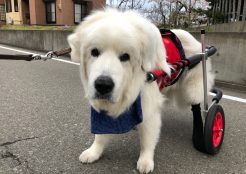 グレートピレニーズ 秋田県