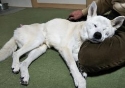 中型犬 愛知県