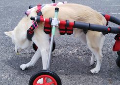 中型犬 愛知県