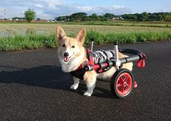 ウェルシュコーギー 岐阜県