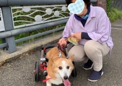 ウェルシュコーギー 新潟県