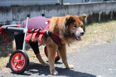 愛知県のミックス犬　ポンポンちゃんがいらっしゃいました。